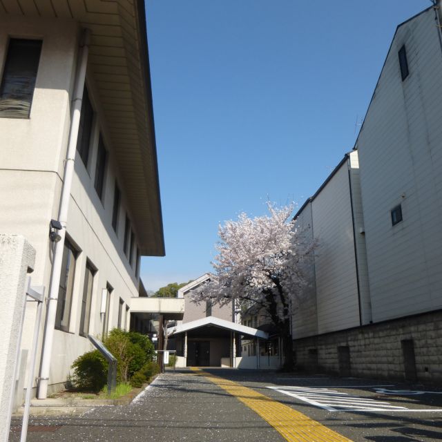 正門の低い位置から撮影した写真、敷地内の桜が満開